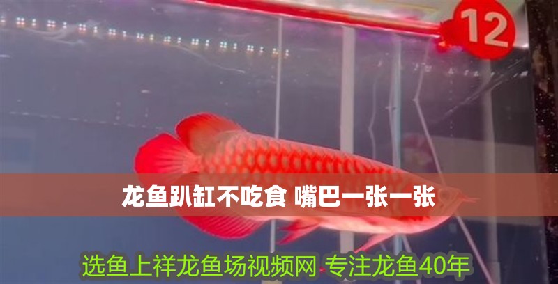 龍魚趴缸不吃食 嘴巴一張一張