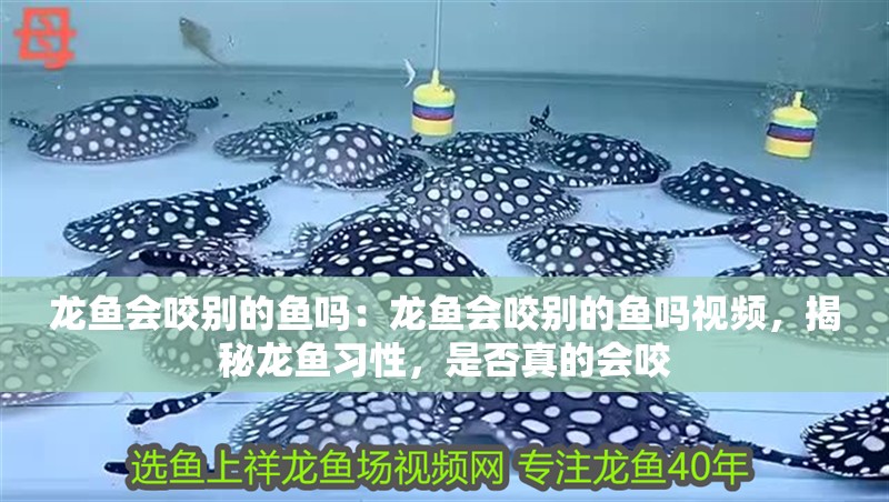 龍魚會(huì)咬別的魚嗎：龍魚會(huì)咬別的魚嗎視頻，揭秘龍魚習(xí)性，是否真的會(huì)咬