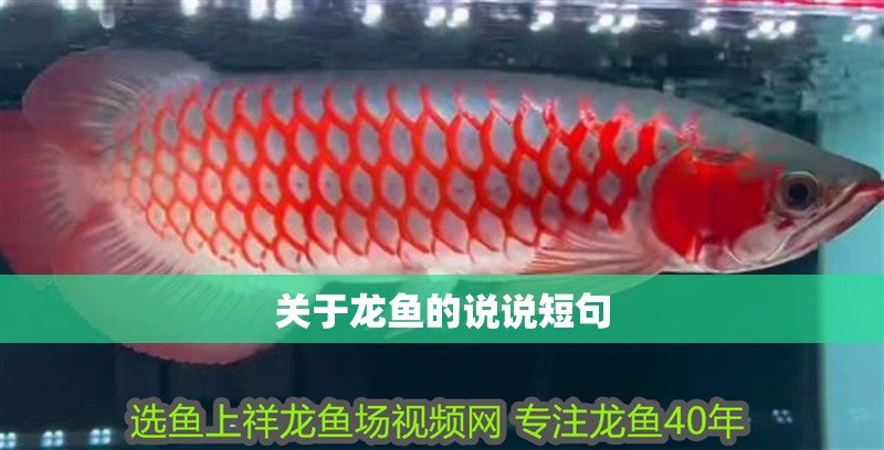 關于龍魚的說說短句