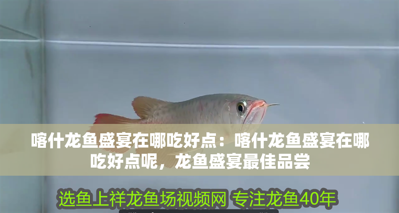 喀什龍魚盛宴在哪吃好點(diǎn)：喀什龍魚盛宴在哪吃好點(diǎn)呢，龍魚盛宴最佳品嘗