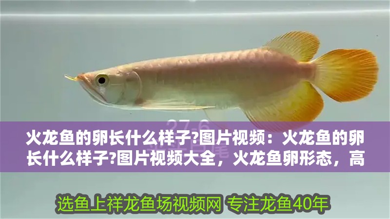 火龍魚的卵長(zhǎng)什么樣子?圖片視頻：火龍魚的卵長(zhǎng)什么樣子?圖片視頻大全，火龍魚卵形態(tài)，高清圖片與