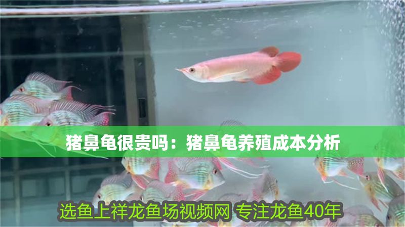 豬鼻龜很貴嗎：豬鼻龜養(yǎng)殖成本分析