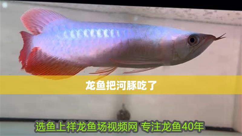 龍魚把河豚吃了