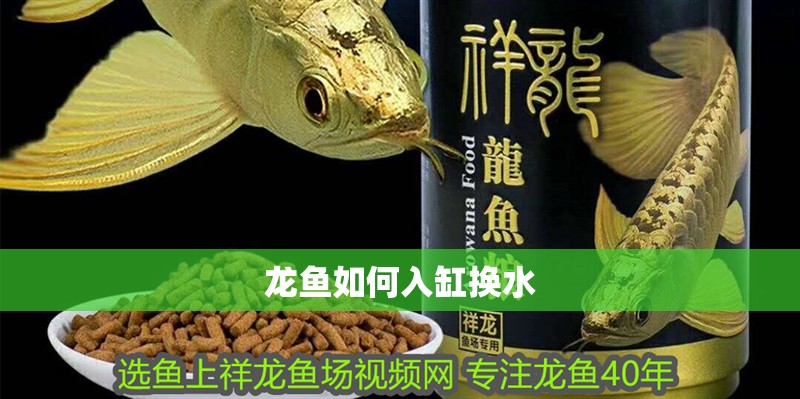 龍魚如何入缸換水