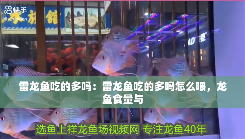 雷龍魚吃的多嗎：雷龍魚吃的多嗎怎么喂，龍魚食量與