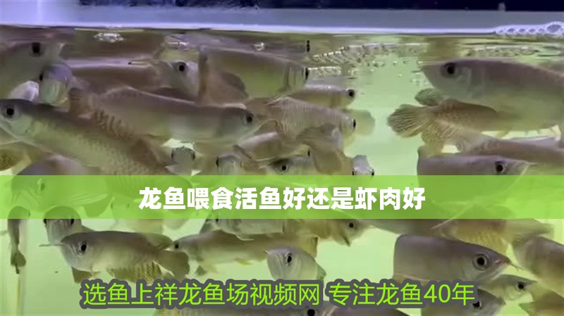 龍魚喂食活魚好還是蝦肉好