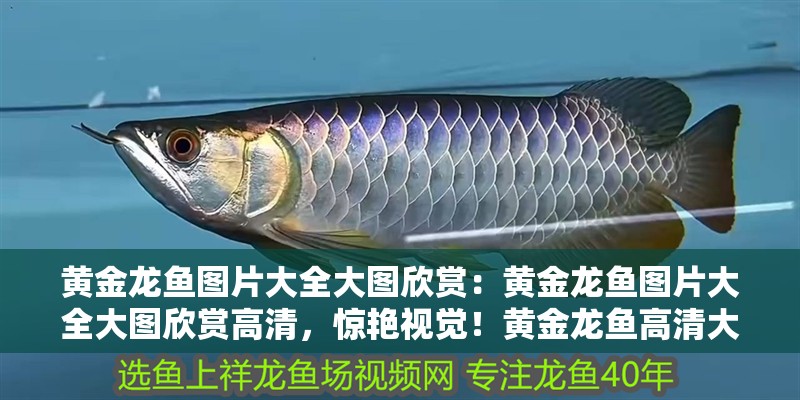 龍魚(yú)化石多嗎