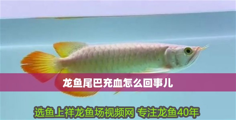 龍魚尾巴充血怎么回事兒 龍魚尾巴充血怎么回事兒 龍魚百科