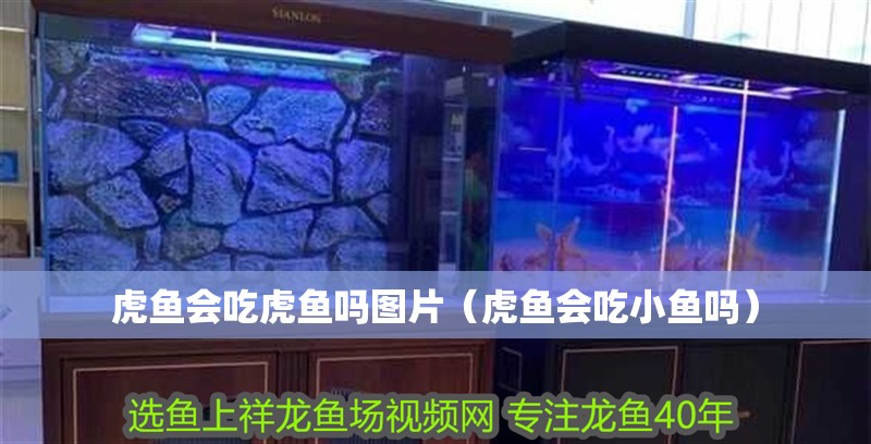 虎魚會吃虎魚嗎圖片（虎魚會吃小魚嗎）