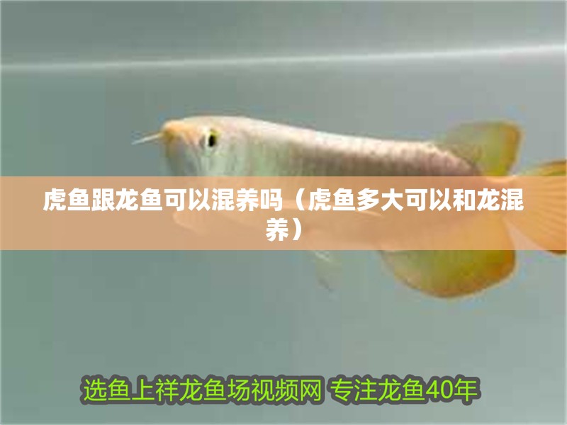 虎魚跟龍魚可以混養(yǎng)嗎（虎魚多大可以和龍混養(yǎng)）