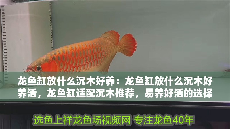 龍魚缸放什么沉木好養(yǎng):龍魚缸放什么沉木好養(yǎng)活,龍魚缸適配沉木推薦,易養(yǎng)好活的選擇指南 水族問答 龍魚缸放什么沉木好養(yǎng):龍魚缸放什么沉木好養(yǎng)活,龍魚缸適配沉木推薦,易養(yǎng)好活的選擇指南 龍魚缸放什么沉木好養(yǎng):龍魚缸放什么沉木好養(yǎng)活,龍魚缸適配沉木推薦,易養(yǎng)好活的選擇指南 水族問答