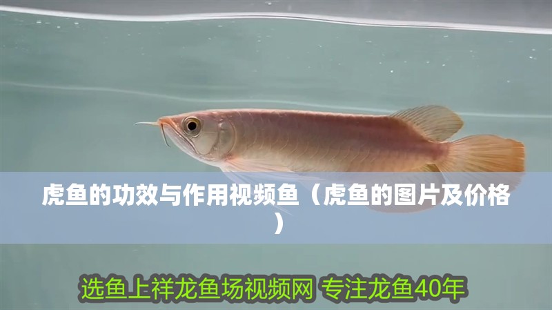 虎魚的功效與作用視頻魚（虎魚的圖片及價格）