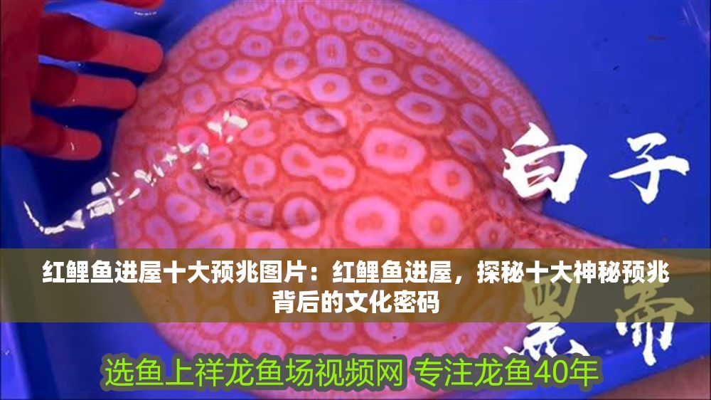 紅鯉魚進屋十大預兆圖片：紅鯉魚進屋，探秘十大神秘預兆背后的文化密碼