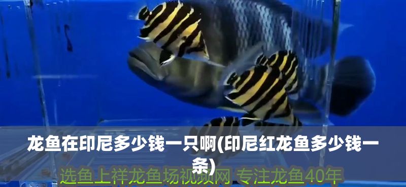龍魚在印尼多少錢一只啊(印尼紅龍魚多少錢一條)