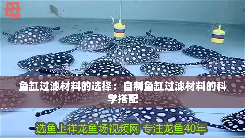 魚缸過濾材料的選擇：自制魚缸過濾材料的科學搭配