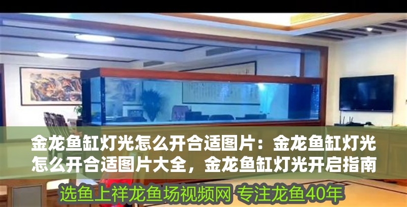 金龍魚缸燈光怎么開合適圖片：金龍魚缸燈光怎么開合適圖片大全，金龍魚缸燈光開啟指南，高清圖片