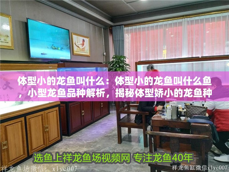 體型小的龍魚叫什么：體型小的龍魚叫什么魚，小型龍魚品種解析，揭秘體型嬌小的龍魚種類