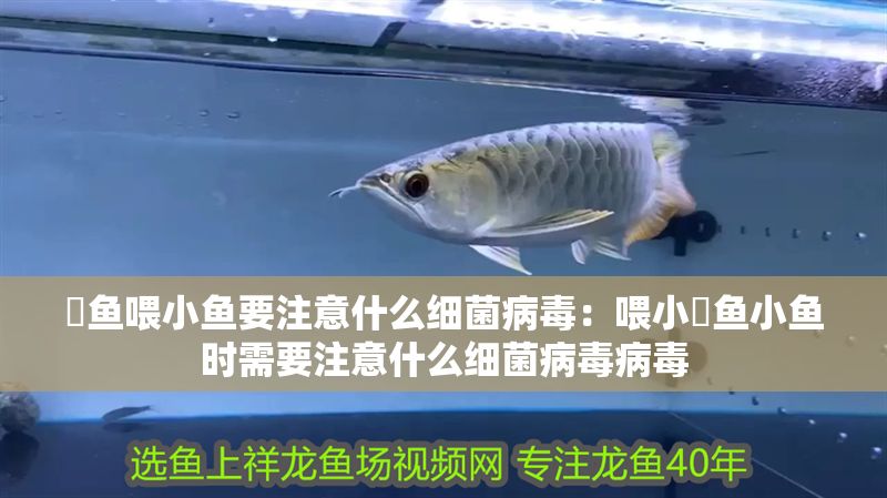魟魚喂小魚要注意什么細菌病毒：喂小魟魚小魚時需要注意什么細菌病毒病毒