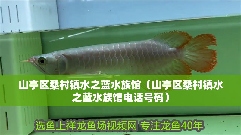 山亭區(qū)桑村鎮(zhèn)水之藍(lán)水族館（山亭區(qū)桑村鎮(zhèn)水之藍(lán)水族館電話號碼）