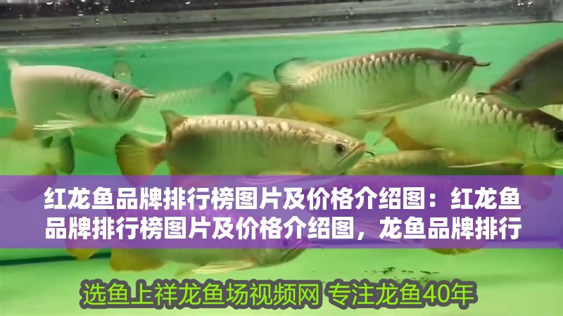 紅龍魚(yú)品牌排行榜圖片及價(jià)格介紹圖：紅龍魚(yú)品牌排行榜圖片及價(jià)格介紹圖，龍魚(yú)品牌排行榜與價(jià)格詳解圖鑒
