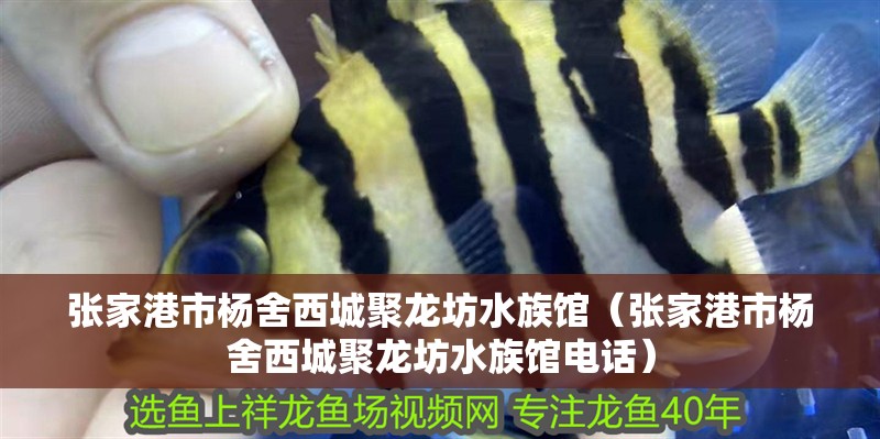 張家港市楊舍西城聚龍坊水族館（張家港市楊舍西城聚龍坊水族館電話）