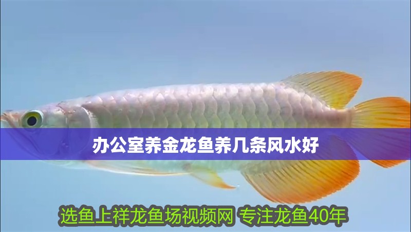 辦公室養金龍魚養幾條風水好