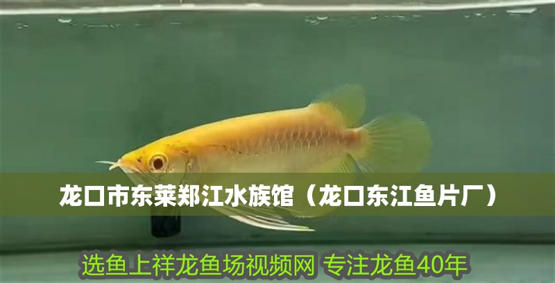 龍口市東萊鄭江水族館（龍口東江魚片廠）
