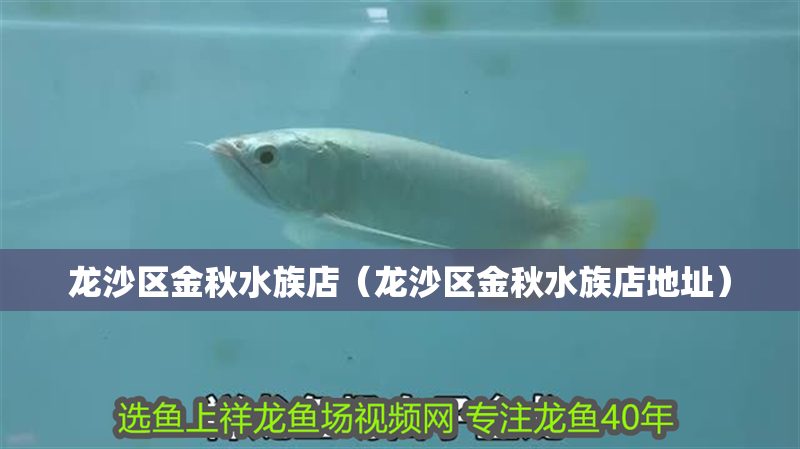 龍沙區金秋水族店（龍沙區金秋水族店地址）