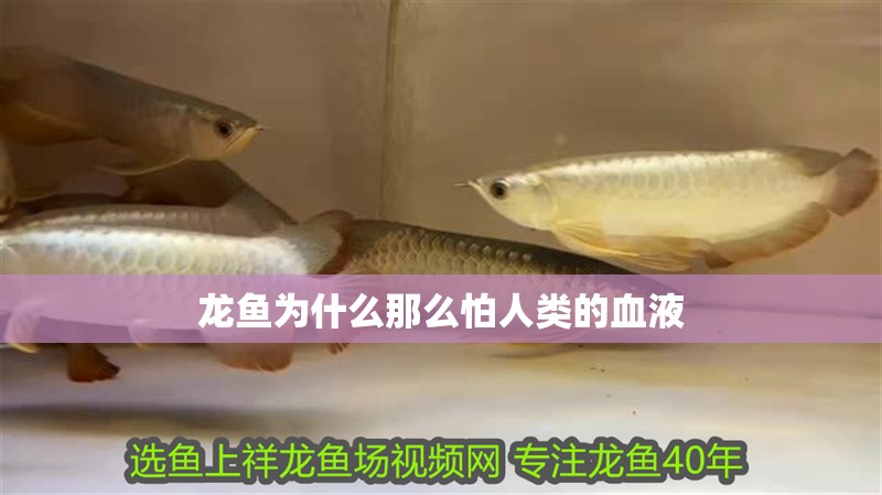 龍魚為什么那么怕人類的血液