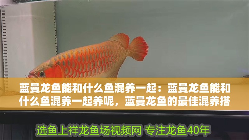 藍(lán)曼龍魚能和什么魚混養(yǎng)一起：藍(lán)曼龍魚能和什么魚混養(yǎng)一起養(yǎng)呢，藍(lán)曼龍魚的最佳混養(yǎng)搭檔推薦