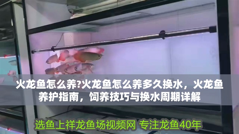 火龍魚怎么養?火龍魚怎么養多久換水，火龍魚養護指南，飼養技巧與換水周期詳解