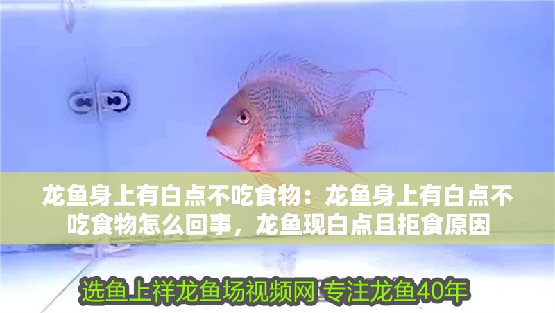龍魚身上有白點不吃食物：龍魚身上有白點不吃食物怎么回事，龍魚現(xiàn)白點且拒食原因
