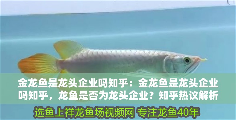 金龍魚是龍頭企業嗎知乎：金龍魚是龍頭企業嗎知乎，龍魚是否為龍頭企業？知乎熱議解析