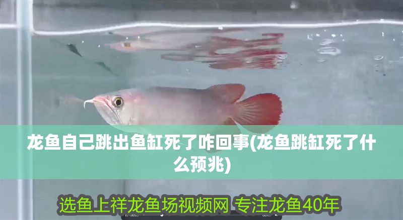 龍魚自己跳出魚缸死了咋回事(龍魚跳缸死了什么預兆)