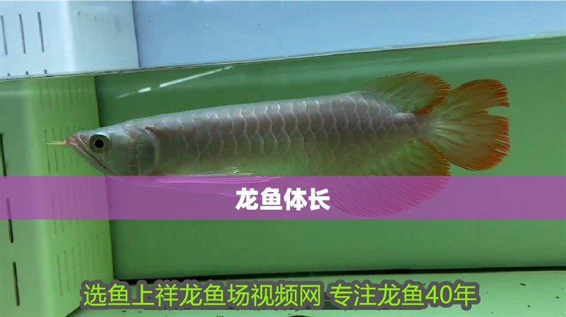龍魚體長