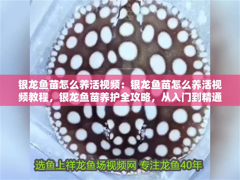 銀龍魚苗怎么養(yǎng)活視頻：銀龍魚苗怎么養(yǎng)活視頻教程，銀龍魚苗養(yǎng)護全攻略，從入門到精通的視頻教程