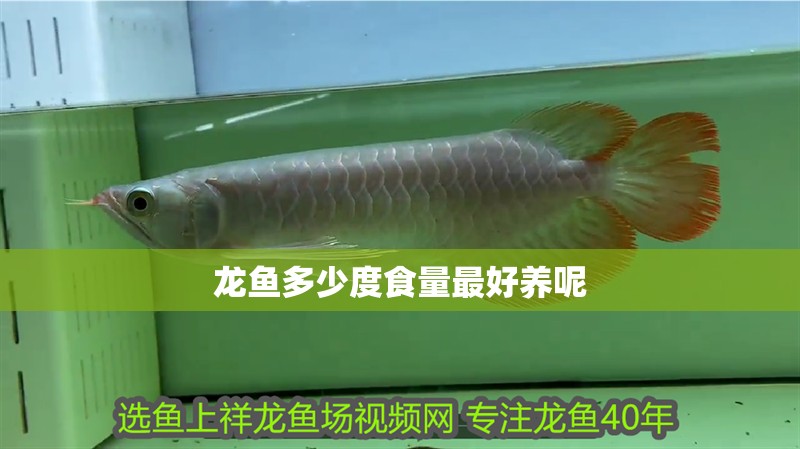 龍魚多少度食量最好養呢