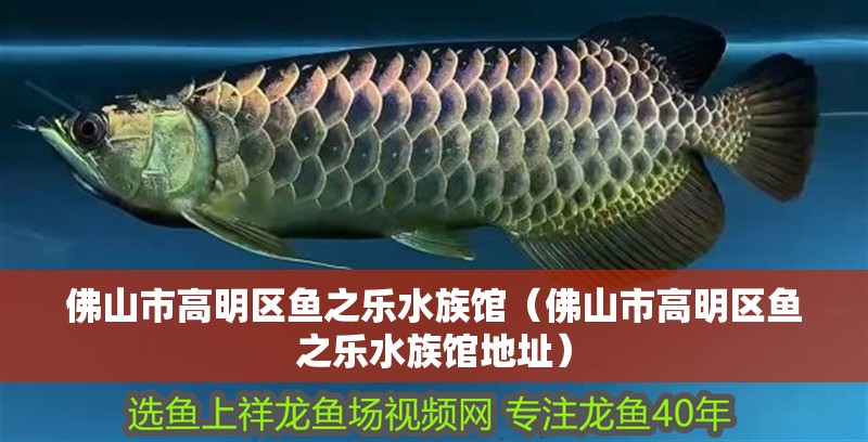 佛山市高明區(qū)魚之樂水族館（佛山市高明區(qū)魚之樂水族館地址）