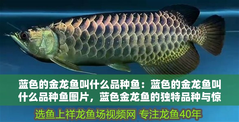藍色的金龍魚叫什么品種魚：藍色的金龍魚叫什么品種魚圖片，藍色金龍魚的獨特品種與驚艷圖片