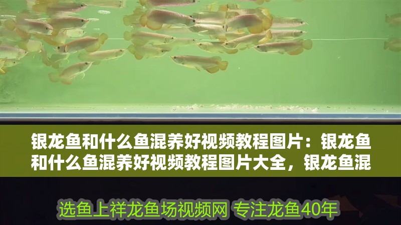 銀龍魚和什么魚混養(yǎng)好視頻教程圖片：銀龍魚和什么魚混養(yǎng)好視頻教程圖片大全，銀龍魚混養(yǎng)搭配全攻略，視頻教程與圖片大全