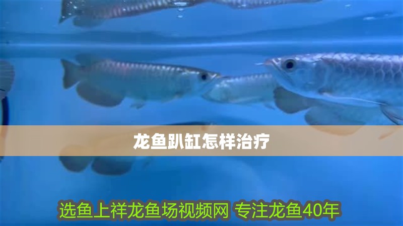 龍魚趴缸怎樣治療