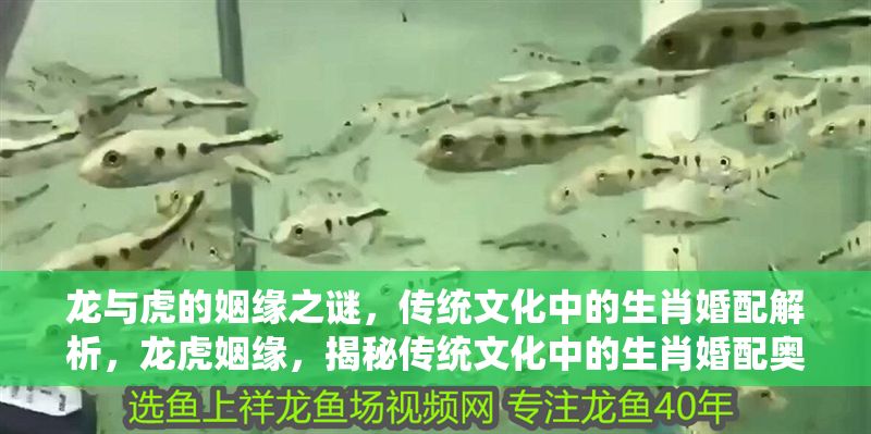龍與虎的姻緣之謎，傳統(tǒng)文化中的生肖婚配解析，龍虎姻緣，揭秘傳統(tǒng)文化中的生肖婚配奧秘