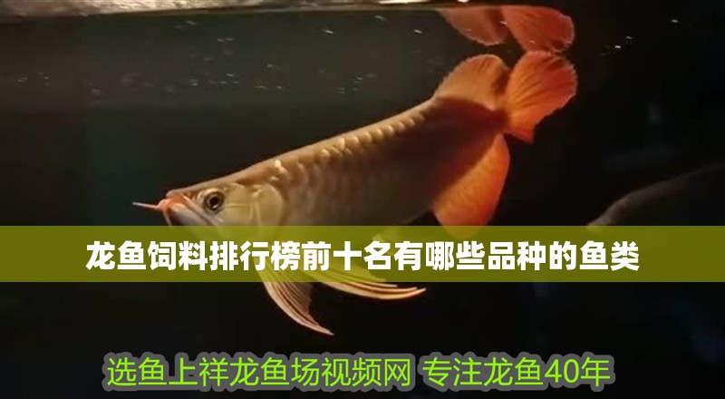 龍魚飼料排行榜前十名有哪些品種的魚類