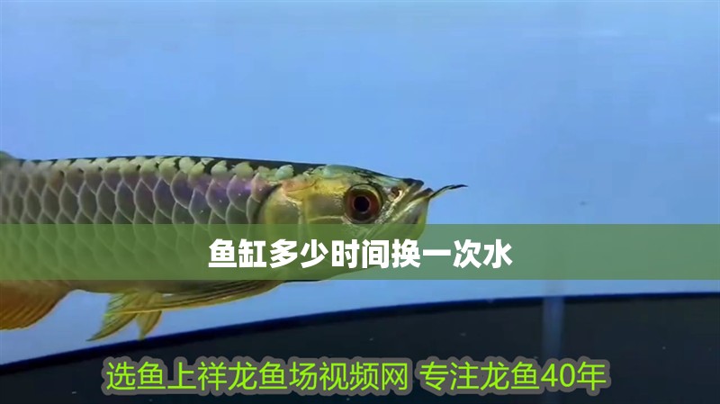 魚缸多少時間換一次水