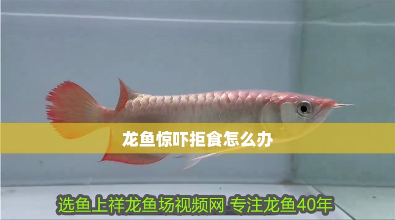 龍魚驚嚇拒食怎么辦