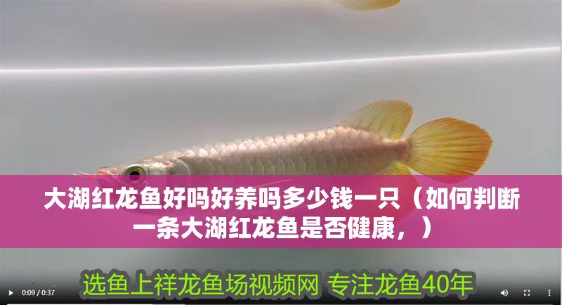 大湖紅龍魚好嗎好養嗎多少錢一只（如何判斷一條大湖紅龍魚是否健康，）