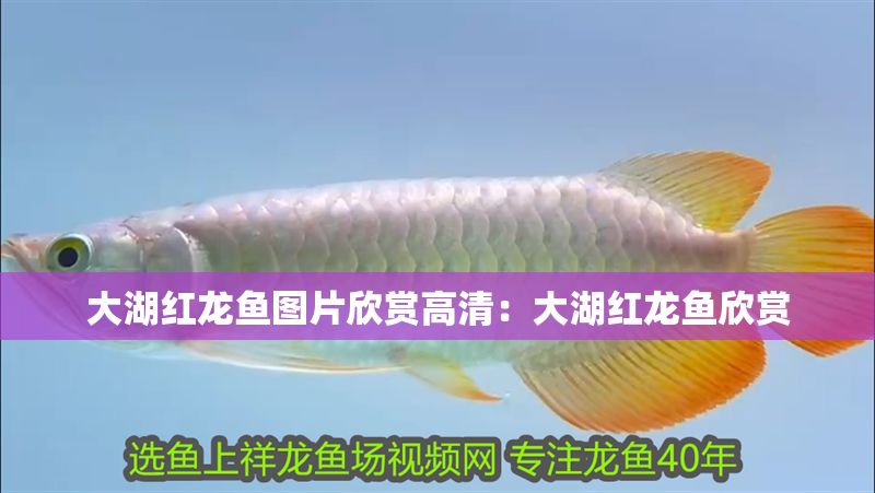 大湖紅龍魚圖片欣賞高清：大湖紅龍魚欣賞
