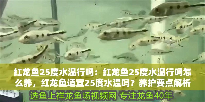 紅龍魚25度水溫行嗎：紅龍魚25度水溫行嗎怎么養，紅龍魚適宜25度水溫嗎？養護要點解析