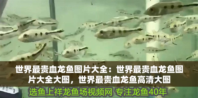 世界最貴血龍魚圖片大全：世界最貴血龍魚圖片大全大圖，世界最貴血龍魚高清大圖