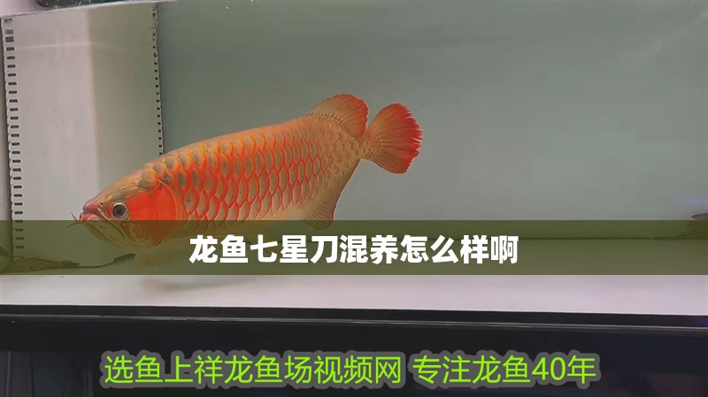 龍魚七星刀混養怎么樣啊